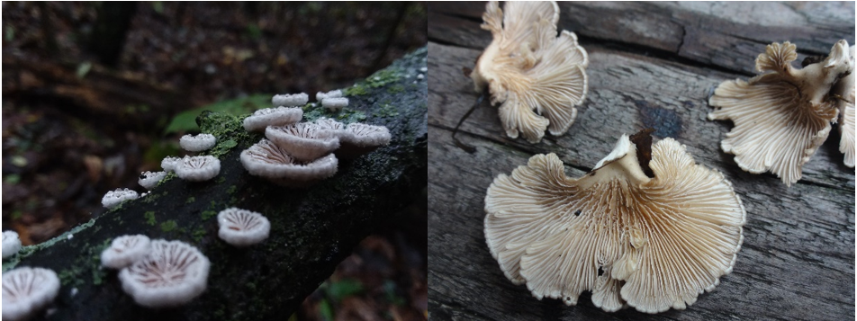 Schizophyllum commune (Fries) Figure 3